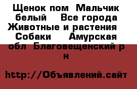 Щенок пом. Мальчик белый  - Все города Животные и растения » Собаки   . Амурская обл.,Благовещенский р-н